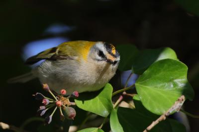 Photographie de l'album